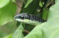 Boomslang - Western Cape.jpg