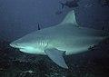Bull shark (Carcharhinus leucas)