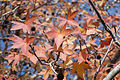 Leaves of Liquidambar orientalis 1.jpg