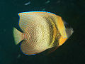 Pomacanthus zonipectus.jpg