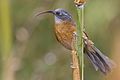 Slender-billed Scimitar Babbler.jpg