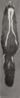 Revision of the skunks of the genus Chincha (1901) pl. 3 M. m. notata.png