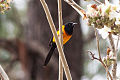 Black-vented Oriole (Icterus wagleri) (8079398668).jpg