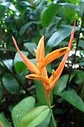 Heliconia talamancana kz1.jpg