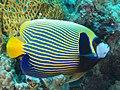 Pomocanthus imperator facing right.jpg