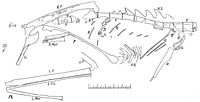 Drawing of the skeleton above