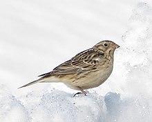 Calcarius pictus 1584569.jpg