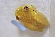 Hyperolius argus Al-ReedFrogs 02.jpg