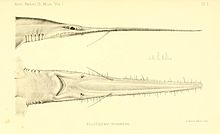 Pliotrema warreni REGAN, 1906.jpg