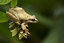 Polypedates maculatus Calicut.jpg