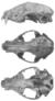 Raccoons of North & Middle America (1950) P. l. hirtus.png