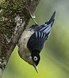 Blue Nuthatch - Cibodas Botanical Garden, Java, Indonesia (cropped).jpg