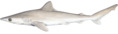Carcharhinus obsolerus.png