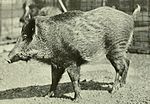 Annual report - New York Zoological Society (1920) (Sus scrofa algira).jpg