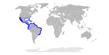 Sphyrna tiburo distribution map.svg