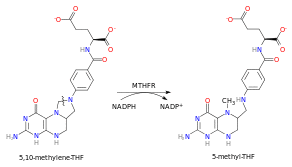 MTHFR reaction.svg