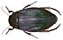 Dytiscus marginalis Linné, 1758 female.jpg