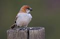Great Sparrow (or Southern Rufous Sparrow or Rufous Sparrow), Passer motitensis at Marakele National Park, South Africa (7796691488).jpg