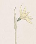 Narcissus cavanillesii detail.jpg
