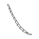 Insect-antenna serrate.svg