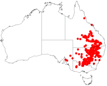 Acacia pendulaDistMap681.png