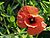 Papaver rhoeas mak polny small.jpg