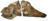 USNM 2361 - Brachauchenius lucasi skull.png