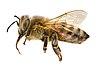 Apis mellifera Female on white background.jpg