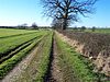Footpath to Micklethwaite. - geograph.org.uk - 119420.jpg