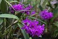 Cattleya bowringiana GotBot 2015 001.jpg