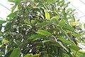 Durio graveolens Suluy Z 2zz.jpg