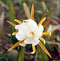 Epiphyllum laui2LAU.jpg