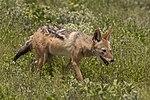 Black-backed jackal (Canis mesomelas mesomelas).jpg