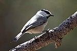 Mountain Chickadee (15241498235).jpg