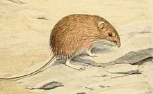 Chaetodipus hispidus.jpg
