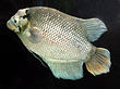 Giant.gourami.arp.jpg