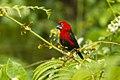Black-bellied Seedcracker - near Kakum NP - Ghana 14 S4E2847.jpg