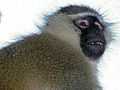 Budgett's Tantalus Monkey (Chlorocebus tantalus budgetti) male (17974584598).jpg