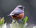 White-browed Conebill (Conirostrum ferrugineiventre).jpg