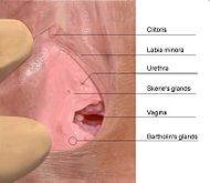 Skenes gland.jpg