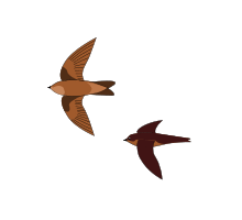 CollocaliaUnicolor.svg