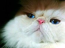 Himalayan CAT.jpg