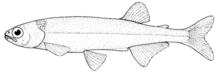 Retropinna retropinna (New Zealand smelt).gif
