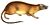 LoncheresCanicepsMintern white background.jpg