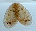 Silky Lacewing (6769953805).jpg