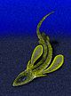 Pseudopetalichthys problematica.jpg