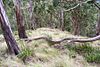 Mount Royal - eucalytus forest 2.jpg