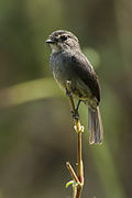 Dusky-blue Flycatcher - Kibale Uganda 06 4299 (18702191824).jpg