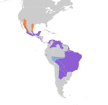 Myiarchus tyrannulus map.svg