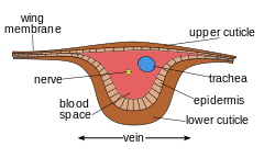 Crossecion of insect wing vein.svg